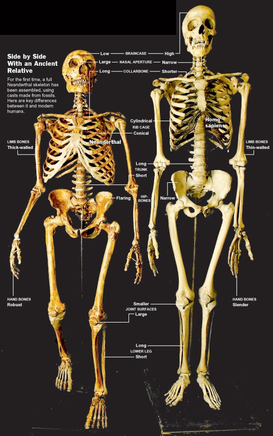 Comparación de esqueletos de neandertal y sapiens