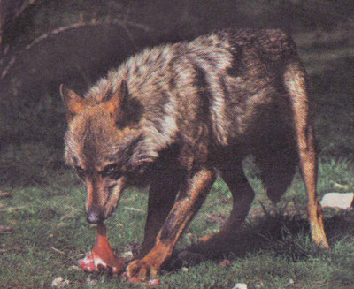 Recreación de un lobo comiendo un cebo envenenado.