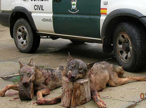 Dos lobos abatidos por cazadores furtivos en Villanueva de los Caballeros (Valladolid) en noviembre de 2006.