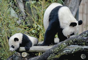 Pandas gigantes en el Zoo de Madrid