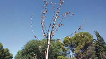 Uno de los árboles secos plantados en su día en la zona verde